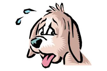 Do Dogs Sweat?