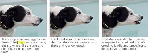 Canine Aggressive