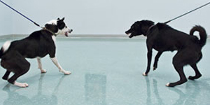 Canine Aggressive4