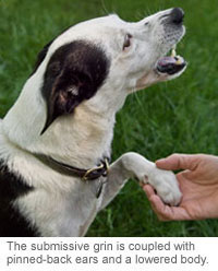 Canine Ears