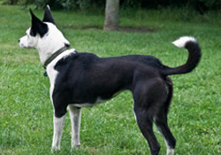 Canine Playfull