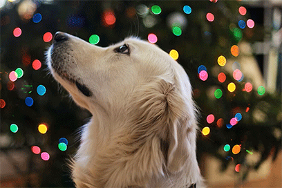 Christmas-foods-dogs-can-t-eat