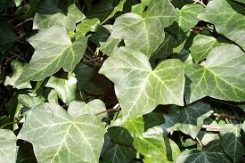 Ivy