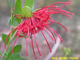 SpiderFlower