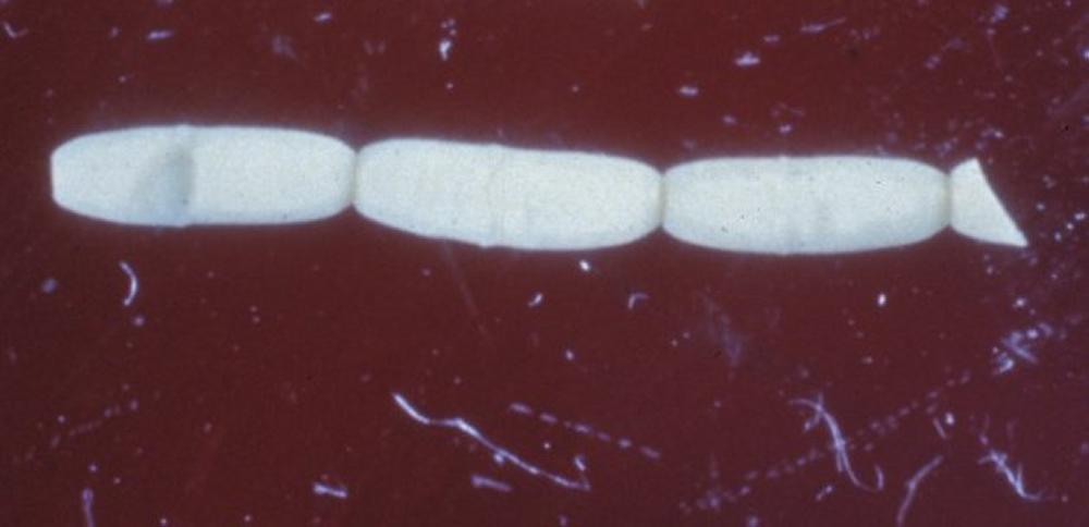 TapeWorm in dogs