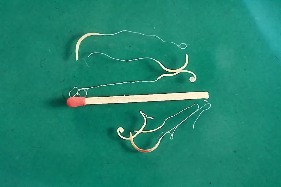 Whipworms in dogs