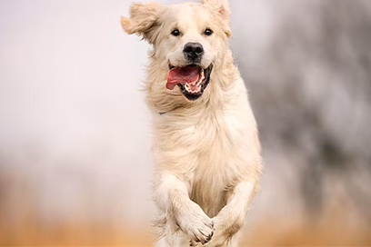 dog zoomies