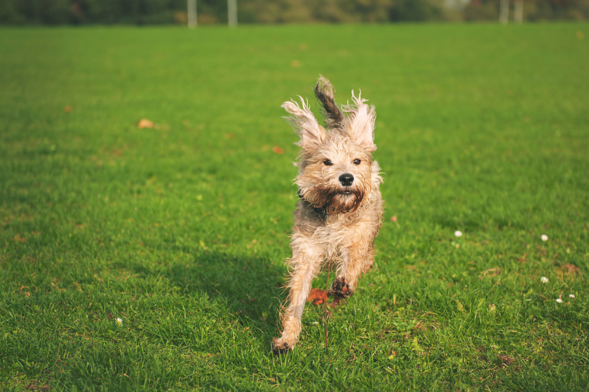 Zoomies explained