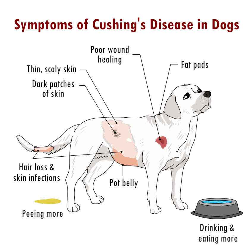 cushing symptoms drawing