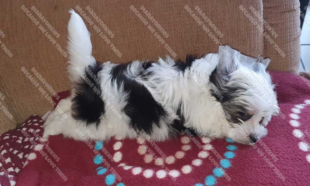 Superman sleep