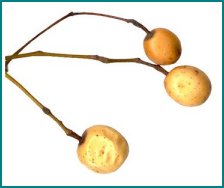 seringbessies