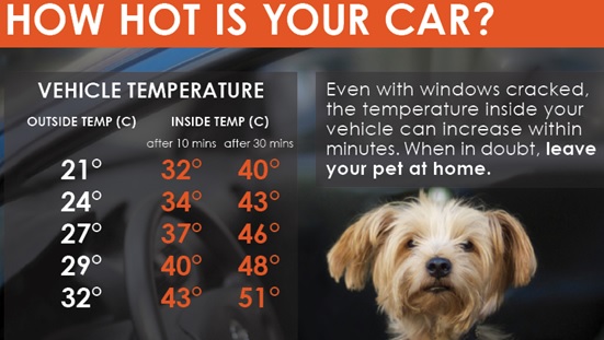 dog in hot car