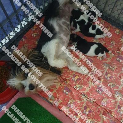 Whisperpuppies