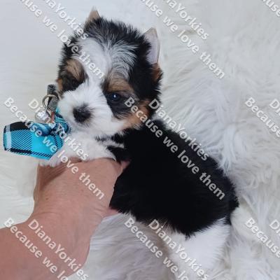 Aydenpuppy
