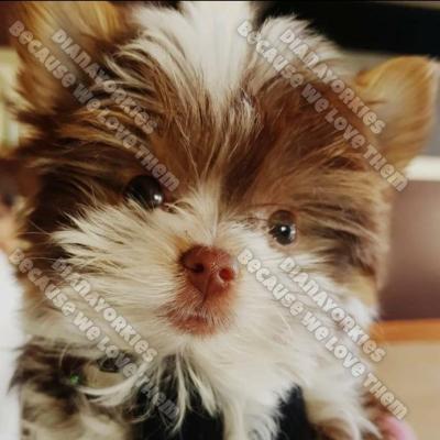 Dianayorkiespuppy 32