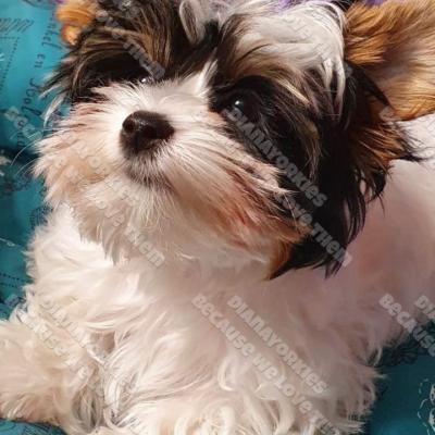Dianayorkiespuppy 3