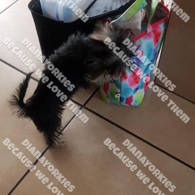 Dianayorkiespuppy 42