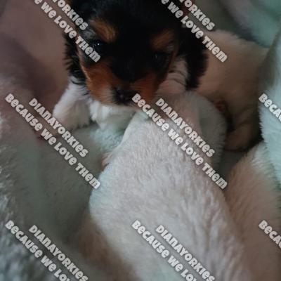 Dianayorkiespuppy 4